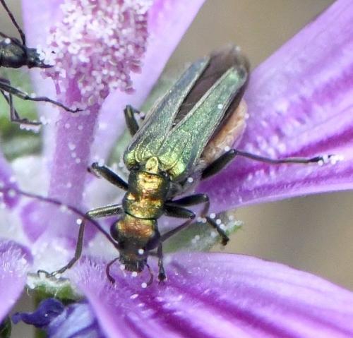 Oedemera nobilis